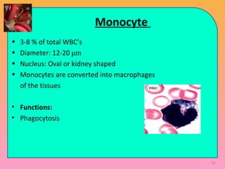 Monocyte
• 3-8 % of total WBC’s
• Diameter: 12-20 μm
• Nucleus: Oval or kidney shaped
• Monocytes are converted into macrophages
of the tissues
• Functions:
• Phagocytosis
35
 