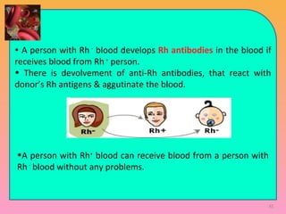  
  
                                                                           
• A person with Rh -
blood develops Rh antibodies in the blood if
receives blood from Rh+
person.
• There is devolvement of anti-Rh antibodies, that react with
donor’s Rh antigens & aggutinate the blood.
•A person with Rh+
blood can receive blood from a person with
Rh-
blood without any problems.
45
 