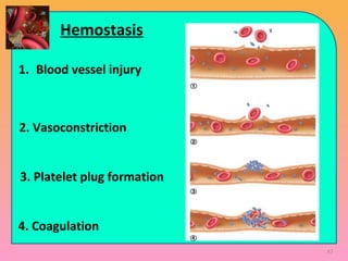 Hemostasis
4. Coagulation
1. Blood vessel injury
2. Vasoconstriction
3. Platelet plug formation
47
 