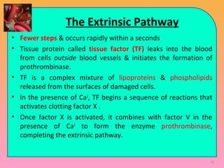 The Extrinsic Pathway
• Fewer steps & occurs rapidly within a seconds
• Tissue protein called tissue factor (TF) leaks into the blood
from cells outside blood vessels & initiates the formation of
prothrombinase.
• TF is a complex mixture of lipoproteins & phospholipids
released from the surfaces of damaged cells.
• In the presence of Ca2
, TF begins a sequence of reactions that
activates clotting factor X .
• Once factor X is activated, it combines with factor V in the
presence of Ca2
to form the enzyme prothrombinase,
completing the extrinsic pathway.
52
 
