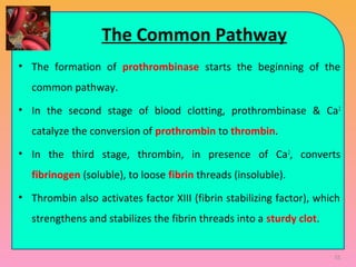 The Common Pathway
• The formation of prothrombinase starts the beginning of the
common pathway.
• In the second stage of blood clotting, prothrombinase & Ca2
catalyze the conversion of prothrombin to thrombin.
• In the third stage, thrombin, in presence of Ca2
, converts
fibrinogen (soluble), to loose fibrin threads (insoluble).
• Thrombin also activates factor XIII (fibrin stabilizing factor), which
strengthens and stabilizes the fibrin threads into a sturdy clot.
55
 