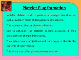 Platelet Plug formation
• Initially, platelets stick to parts of a damaged blood vessel,
such as collagen fibers of damaged endothelial cells.
• This process is called as platelet adhesion.
• Due to adhesion, the platelets become activated, & their
characteristics change dramatically.
• They extend many projections and they begin to liberate the
contents of their vesicles.
• This phase is as called platelet release reaction.
58
 