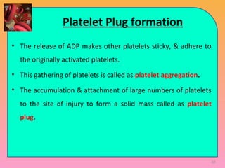 Platelet Plug formation
• The release of ADP makes other platelets sticky, & adhere to
the originally activated platelets.
• This gathering of platelets is called as platelet aggregation.
• The accumulation & attachment of large numbers of platelets
to the site of injury to form a solid mass called as platelet
plug.
60
 