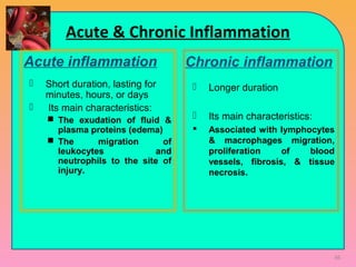 Acute inflammation
 Short duration, lasting for
minutes, hours, or days
 Its main characteristics:
 The exudation of fluid &
plasma proteins (edema)
 The migration of
leukocytes and
neutrophils to the site of
injury.
 Longer duration
 Its main characteristics:
 Associated with lymphocytes
& macrophages migration,
proliferation of blood
vessels, fibrosis, & tissue
necrosis.
Chronic inflammation
Acute & Chronic Inflammation
66
 