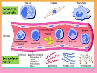Connective
tissue cells
Circulating cells
Extracellular
matrix
68
 