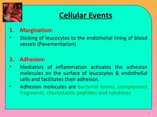 Cellular Events
1. Margination:
• Sticking of leucocytes to the endothelial lining of blood
vessels (Pavementation)
2. Adhesion:
• Mediators of inflammation activates the adhesion
molecules on the surface of leucocytes & endothelial
cells and facilitates their adhesion.
• Adhesion molecules are bacterial toxins, complement
fragments, chemotactic peptides and cytokines
75
 