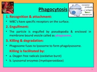 Phagocytosis
1. Recognition & attachment:
• WBC’s have specific receptors on the surface.
2. Engulfment:
• The particle is engulfed by pseudopodia & enclosed in
membrane bound vesicle called as phagosome.
3. Killing & degradation:
• Phagosome fuses to lysosome to form phagolysosome.
Killing is facilitated by:
• a. Oxygen free radicals (oxidative burst)
• b. Lysosomal enzymes (myeloperoxidase)
78
 