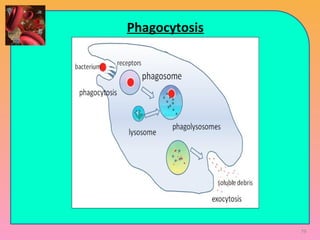 Phagocytosis
79
 