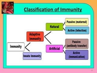 Classification of Immunity
84
 