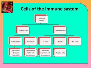 Cells of the immune system
91
 