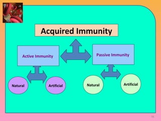 Acquired Immunity
Active Immunity Passive Immunity
Natural Artificial Natural Artificial
98
 