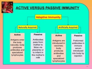 ACTIVE VERSUS PASSIVE IMMUNITY
Adaptive Immunity
Artificially AcquiredNaturally Acquired
99
 