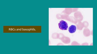 Basophils Rbc Blood Histolgy | PPTX