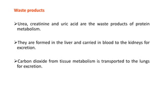 Waste products
Urea, creatinine and uric acid are the waste products of protein
metabolism.
They are formed in the liver and carried in blood to the kidneys for
excretion.
Carbon dioxide from tissue metabolism is transported to the lungs
for excretion.
 