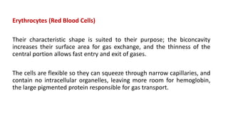 Erythrocytes (Red Blood Cells)
Their characteristic shape is suited to their purpose; the biconcavity
increases their surface area for gas exchange, and the thinness of the
central portion allows fast entry and exit of gases.
The cells are flexible so they can squeeze through narrow capillaries, and
contain no intracellular organelles, leaving more room for hemoglobin,
the large pigmented protein responsible for gas transport.
 