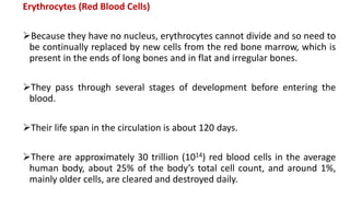 Erythrocytes (Red Blood Cells)
Because they have no nucleus, erythrocytes cannot divide and so need to
be continually replaced by new cells from the red bone marrow, which is
present in the ends of long bones and in flat and irregular bones.
They pass through several stages of development before entering the
blood.
Their life span in the circulation is about 120 days.
There are approximately 30 trillion (1014) red blood cells in the average
human body, about 25% of the body’s total cell count, and around 1%,
mainly older cells, are cleared and destroyed daily.
 