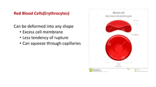Red Blood Cells(Erythrocytes)
Can be deformed into any shape
• Excess cell membrane
• Less tendency of rupture
• Can squeeze through capillaries
 