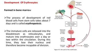Development Of Erythrocytes
Formed in bone marrow
The process of development of red
blood cells from stem cells takes about 7
days and is called erythropoiesis.
The immature cells are released into the
bloodstream as reticulocytes, and
mature into erythrocytes over a day or
two within the circulation. During this
time, they lose their nucleus and
therefore become incapable of division.
 