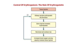 Control Of Erythropoiesis: The Role Of Erythropoietin
 