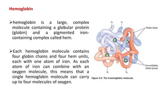 Hemoglobin
hemoglobin is a large, complex
molecule containing a globular protein
(globin) and a pigmented iron-
containing complex called hem.
Each hemoglobin molecule contains
four globin chains and four hem units,
each with one atom of iron. As each
atom of iron can combine with an
oxygen molecule, this means that a
single hemoglobin molecule can carry
up to four molecules of oxygen.
 