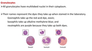 Granulocytes
All granulocytes have multilobed nuclei in their cytoplasm.
Their names represent the dyes they take up when stained in the laboratory.
Eosinophils take up the red acid dye, eosin;
basophils take up alkaline methylene blue; and
neutrophils are purple because they take up both dyes.
 