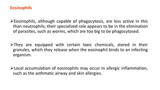 Eosinophils
Eosinophils, although capable of phagocytosis, are less active in this
than neutrophils; their specialized role appears to be in the elimination
of parasites, such as worms, which are too big to be phagocytosed.
They are equipped with certain toxic chemicals, stored in their
granules, which they release when the eosinophil binds to an infecting
organism.
Local accumulation of eosinophils may occur in allergic inflammation,
such as the asthmatic airway and skin allergies.
 