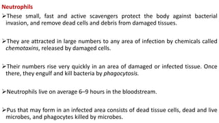 Neutrophils
These small, fast and active scavengers protect the body against bacterial
invasion, and remove dead cells and debris from damaged tissues.
They are attracted in large numbers to any area of infection by chemicals called
chemotaxins, released by damaged cells.
Their numbers rise very quickly in an area of damaged or infected tissue. Once
there, they engulf and kill bacteria by phagocytosis.
Neutrophils live on average 6–9 hours in the bloodstream.
Pus that may form in an infected area consists of dead tissue cells, dead and live
microbes, and phagocytes killed by microbes.
 