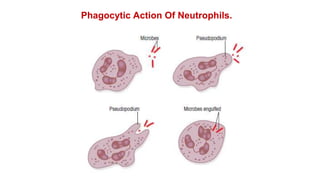 Phagocytic Action Of Neutrophils.
 