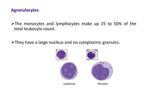 Agranulocytes
The monocytes and lymphocytes make up 25 to 50% of the
total leukocyte count.
They have a large nucleus and no cytoplasmic granules.
 