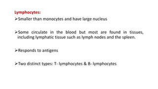 Lymphocytes:
Smaller than monocytes and have large nucleus
Some circulate in the blood but most are found in tissues,
including lymphatic tissue such as lymph nodes and the spleen.
Responds to antigens
Two distinct types: T- lymphocytes & B- lymphocytes
 