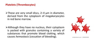 Platelets (Thrombocytes)
These are very small discs, 2–4 μm in diameter,
derived from the cytoplasm of megakaryocytes
in red bone marrow.
Although they have no nucleus, their cytoplasm
is packed with granules containing a variety of
substances that promote blood clotting, which
causes hemostasis (cessation of bleeding).
 