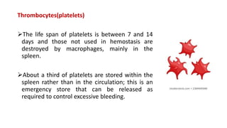 Thrombocytes(platelets)
The life span of platelets is between 7 and 14
days and those not used in hemostasis are
destroyed by macrophages, mainly in the
spleen.
About a third of platelets are stored within the
spleen rather than in the circulation; this is an
emergency store that can be released as
required to control excessive bleeding.
 