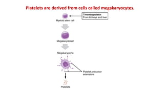 Platelets are derived from cells called megakaryocytes.
 