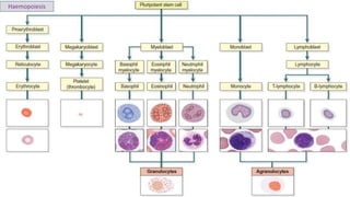 Haemopoiesis
 