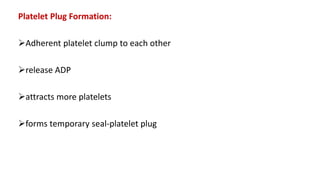 Platelet Plug Formation:
Adherent platelet clump to each other
release ADP
attracts more platelets
forms temporary seal-platelet plug
 