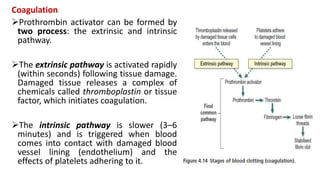 Coagulation
Prothrombin activator can be formed by
two process: the extrinsic and intrinsic
pathway.
The extrinsic pathway is activated rapidly
(within seconds) following tissue damage.
Damaged tissue releases a complex of
chemicals called thromboplastin or tissue
factor, which initiates coagulation.
The intrinsic pathway is slower (3–6
minutes) and is triggered when blood
comes into contact with damaged blood
vessel lining (endothelium) and the
effects of platelets adhering to it.
 