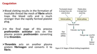 Coagulation
Blood clotting results in the formation of
insoluble thread like mesh of fibrin which
traps the blood cells and is much
stronger than the rapidly formed platelet
plug.
In the final stage of this process
prothrombin activator acts on the
plasma protein prothrombin converting
it to thrombin.
Thrombin acts on another plasma
protein fibrinogen and converts it to
fibrin.
 
