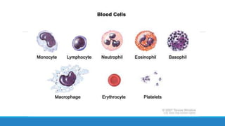 Blood | PPTX