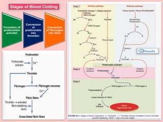 Stages of Blood Clotting
Formation of
prothrombin
activator
Conversion
of
prothrombin
into
thrombin
Conversion
of fibrinogen
into fibrin
 