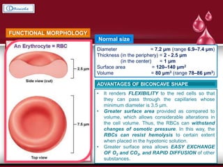 FUNCTIONAL MORPHOLOGY
Bounded by a cell membrane but
is non-nucleated and lacks the
usual cell organelles.
Normal size
Diameter = 7.2 μm (range 6.9–7.4 μm)
Thickness (in the periphery) = 2 - 2.5 μm
(in the center) = 1 μm
Surface area = 120–140 μm2
Volume = 80 μm3 (range 78–86 μm3)
ADVANTAGES OF BICONCAVE SHAPE
• It renders FLEXIBILITY to the red cells so that
they can pass through the capillaries whose
minimum diameter is 3.5 μm.
• Greater surface area provided as compared to
volume, which allows considerable alterations in
the cell volume. Thus, the RBCs can withstand
changes of osmotic pressure. In this way, the
RBCs can resist hemolysis to certain extent
when placed in the hypotonic solution.
• Greater surface area allows EASY EXCHANGE
OF O2 and CO2, and RAPID DIFFUSION of other
substances.
 