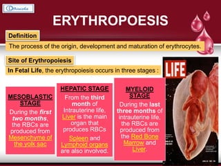 ERYTHROPOESIS
The process of the origin, development and maturation of erythrocytes.
Definition
In Fetal Life, the erythropoiesis occurs in three stages :
Site of Erythropoiesis
MESOBLASTIC
STAGE
During the first
two months,
the RBCs are
produced from
Mesenchyme of
the yolk sac
HEPATIC STAGE
From the third
month of
Intrauterine life,
Liver is the main
organ that
produces RBCs
Spleen and
Lymphoid organs
are also involved.
MYELOID
STAGE
During the last
three months of
intrauterine life,
the RBCs are
produced from
the Red Bone
Marrow and
Liver.
 