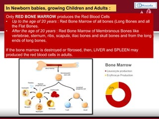 In Newborn babies, growing Children and Adults :
Only RED BONE MARROW produces the Red Blood Cells
• Up to the age of 20 years : Red Bone Marrow of all bones (Long Bones and all
the Flat Bones.
• After the age of 20 years : Red Bone Marrow of Membranous Bones like
vertebrae, sternum, ribs, scapula, iliac bones and skull bones and from the long
ends of long bones.
If the bone marrow is destroyed or fibrosed, then, LIVER and SPLEEN may
produced the red blood cells in adults.
 