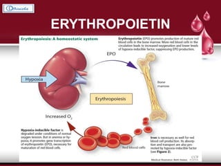 ERYTHROPOIETIN
 