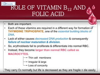 ROLE OF VITAMIN B12 AND
FOLIC ACID
• Both are important.
• Each of these vitamins are required in a different way for formation of
THYMIDINE TRIPHOSPATE, one of the essential building blocks of
DNA.
• Lack of either causes decreased DNA production & consequently
failure of nuclear maturation & division.
• So, erythroblasts fail to proliferate & differentiate into normal RBC.
• Instead, they become larger than normal RBC called as
MACROCYTES.
They carry O2 normally but life is decreased as they are fragile n die easily.
Thin cell membrane
Irregular & large
Loss of concavity
 