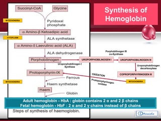 Synthesis of
Hemoglobin
Adult hemoglobin - HbA : globin contains 2 α and 2 β chains
Fetal hemoglobin - HbF : 2 α and 2 γ chains instead of β chains
MITOCHONDRIA
CYTOPLASM
UROPORPHOBILINOGEN I UROPORPHOBILINOGEN III
COPROPORPHYRINOGEN III
MITOCHONDRIAMITOCHONDRIA
Uroporphobilinogen I
Synthase
Porphobilinogen III
co-Synthase
Uroporphobilinogen
decarboxylase
 