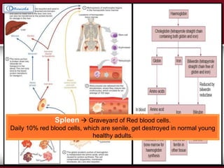 LIFE SPAN AND FATE OF RED BLOOD CELLS
Normally, the average life span of RBCs is 120 days
Spleen  Graveyard of Red blood cells.
Daily 10% red blood cells, which are senile, get destroyed in normal young
healthy adults.
 
