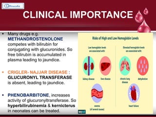 CLINICAL IMPORTANCE
 Many drugs e.g.
METHANDROSTENOLONE
competes with bilirubin for
conjugating with glucuronides. So
free bilirubin is accumulated in
plasma leading to jaundice.
 CRIGLER- NAJJAR DISEASE :
GLUCURONYL TRANSFERASE
is absent, leading to jaundice.
 PHENOBARBITONE, increases
activity of glucuronyltransferase. So
hyperbilirubinemia & kernicterus
in neonates can be treated.
 