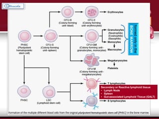 LEUKOPOIESIS
The development and maturation of Leukocytes
formedonlyinthe
BONEMARROW
The BONE MARROW and
THYMUS form the Primary
Lymphopoietic Organs.
Secondary or Reactive lymphoid tissue
• Lymph Node
• Spleen
• Gut-associated Lymphoid Tissue (GALT)
 