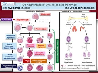 Two major lineages of white blood cells are formed
The Myelocytic lineages The Lymphocytic lineages
Myeloblast
Promyelocyte
Neutrophil
Myelocyte
Young
Neutrophil
Metamyelocyte
“Band”
Neutrophil
Metamyelocyte
Polymorphonuclear
Neutrophil
Eosinophil
Myelocyte
Eosinophil
Metamyelocyte
Polymorphonuclear
Eosinophil
Basophil
Myelocyte
Polymorphonuclear
Basophil
StagesofMonocyteformation
PLATELETS Megakaryocyte
Lymphoblast
Prolymphocyte
Lymphocytes
 