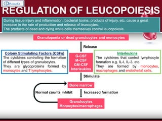 REGULATION OF LEUCOPOIESIS
During tissue injury and inflammation, bacterial toxins, products of injury, etc. cause a great
increase in the rate of production and release of leucocytes.
The products of dead and dying white cells themselves control leucopoiesis.
Granulopenia or dead granulocytes and monocytes
G-CSF
M-CSF
GM-CSF
Interleukins
Bone marrow
Granulocytes
Monocytes/macrophages
Release
Stimulate
Increased formationNormal counts inhibit
Colony Stimulating Factors (CSFs)
The cytokines controlling the formation
of different types of granulocytes.
They are glycoproteins formed by
monocytes and T lymphocytes.
Interleukins
The cytokines that control lymphocyte
formation e.g. IL-I, IL-3, etc.
They are formed by monocytes,
macrophages and endothelial cells.
 